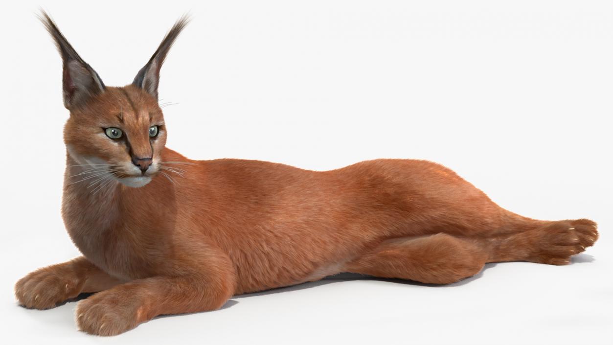 3D Caracal Cat Resting Fur model