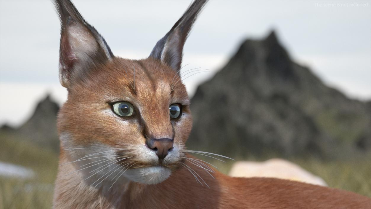 3D Caracal Cat Resting Fur model