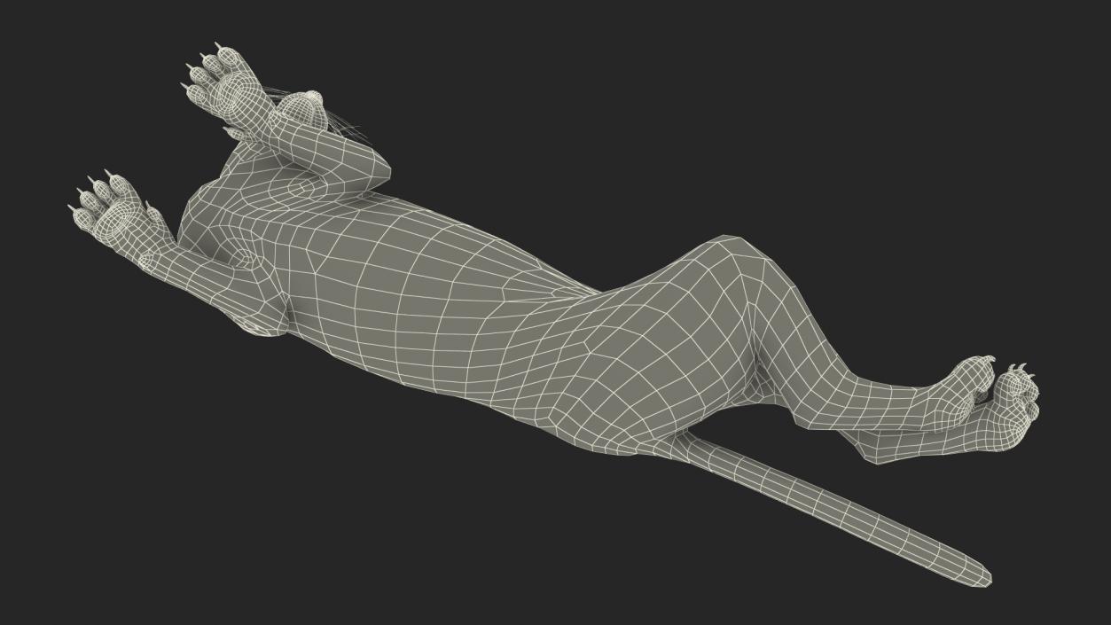 3D Caracal Cat Resting Fur model