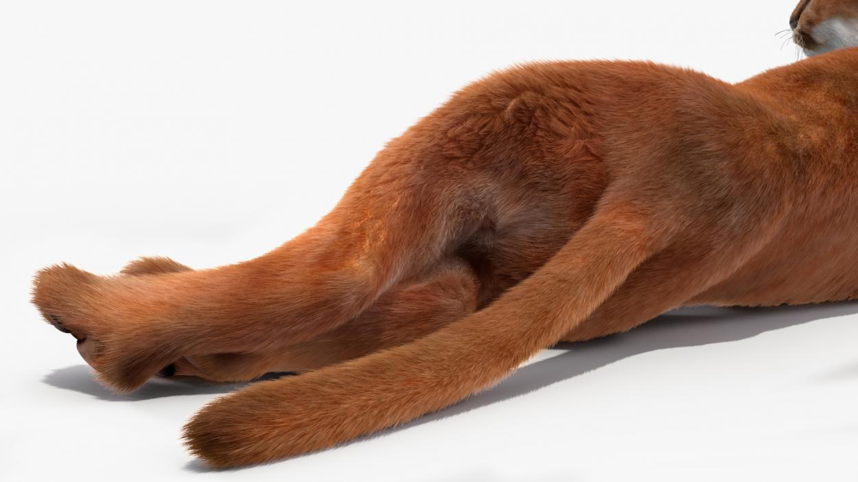 3D Caracal Cat Resting Fur model