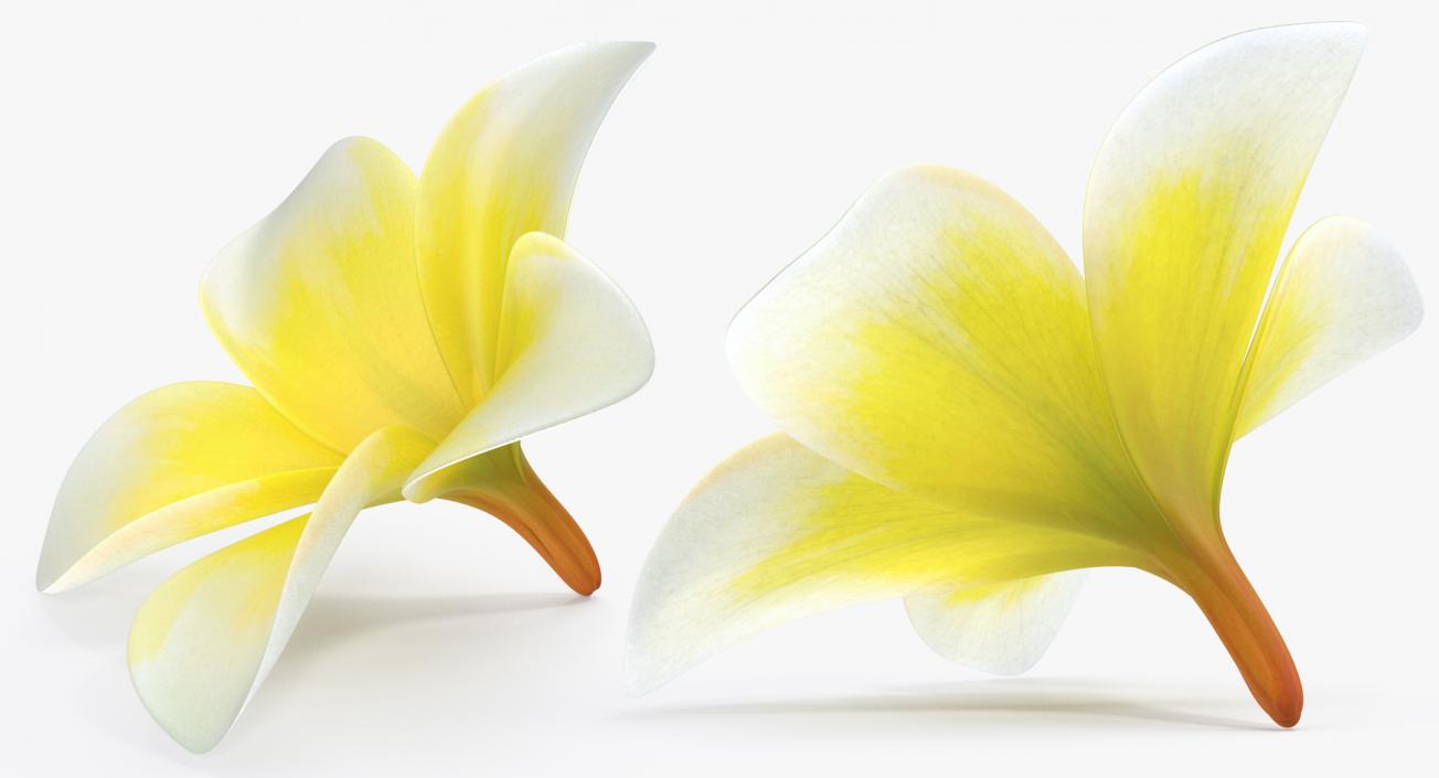 Plumeria Yellow Tropical Flower Hawaiian Lei 3D model