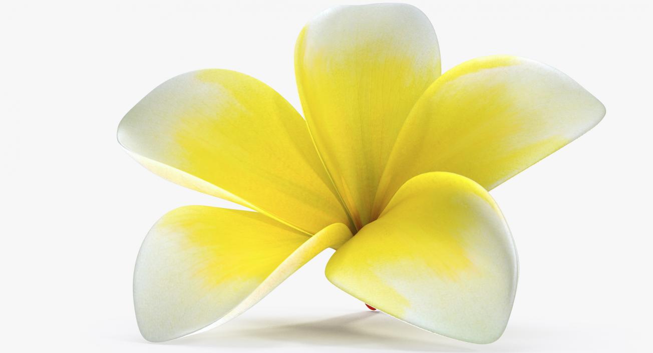 Plumeria Yellow Tropical Flower Hawaiian Lei 3D model