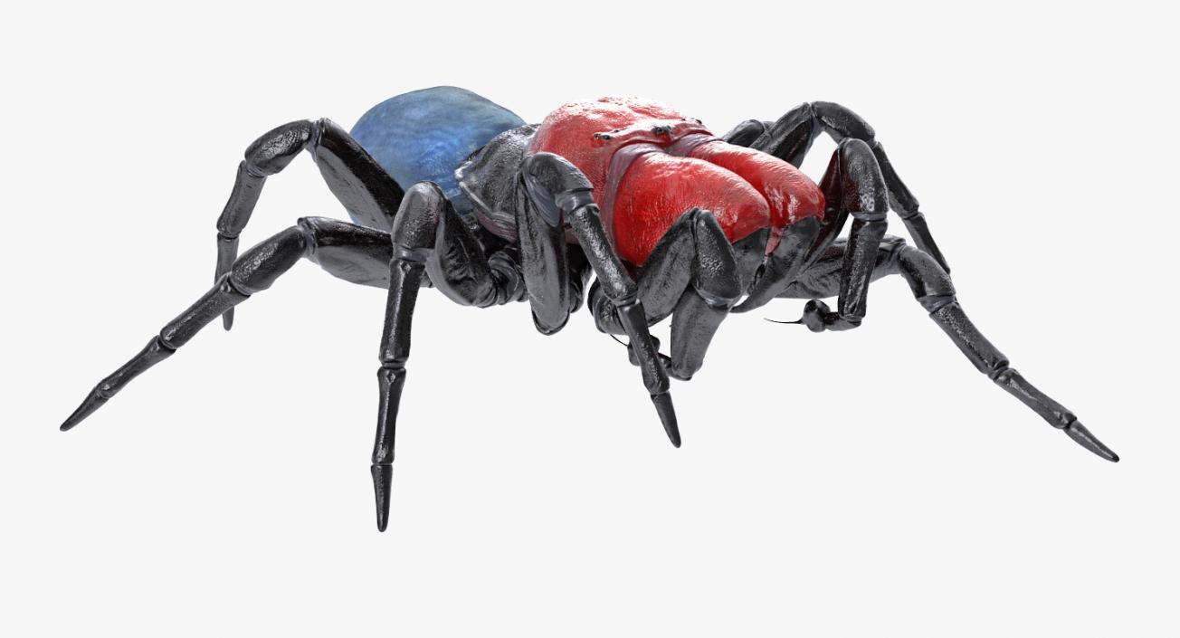 Mouse Spider Rigged 3D model