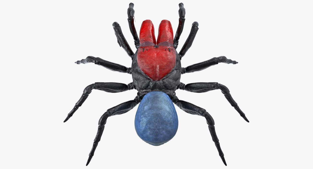 Mouse Spider Rigged 3D model