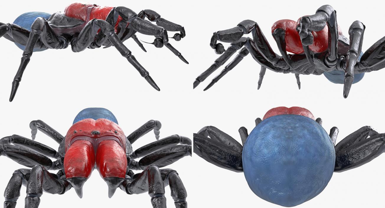 Mouse Spider Rigged 3D model