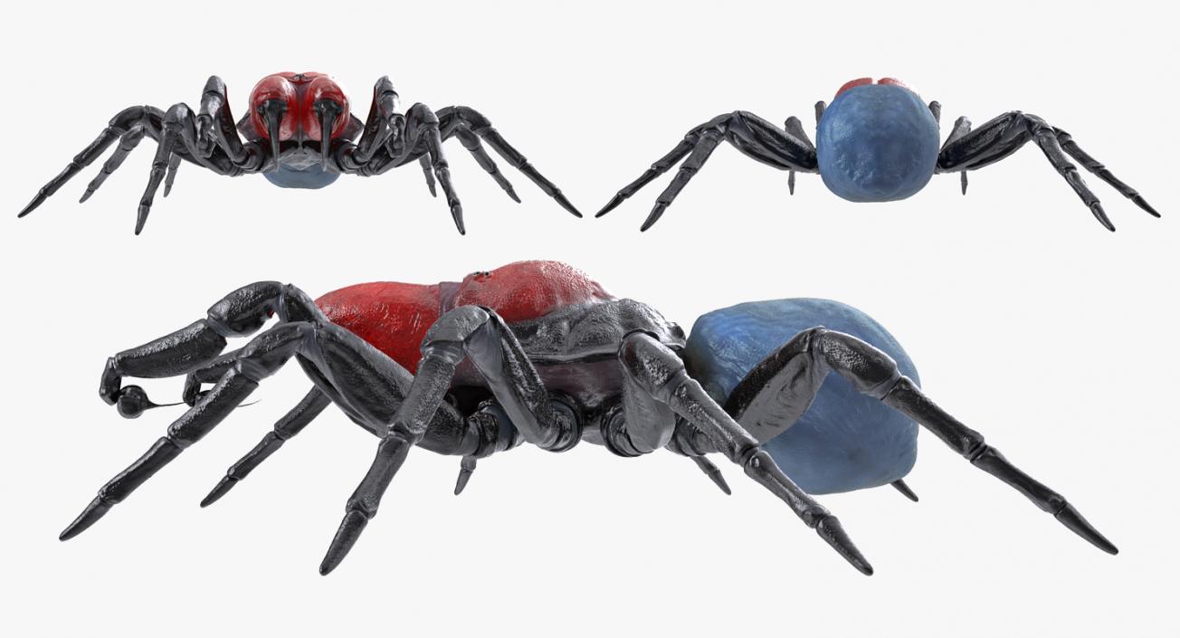 Mouse Spider Rigged 3D model