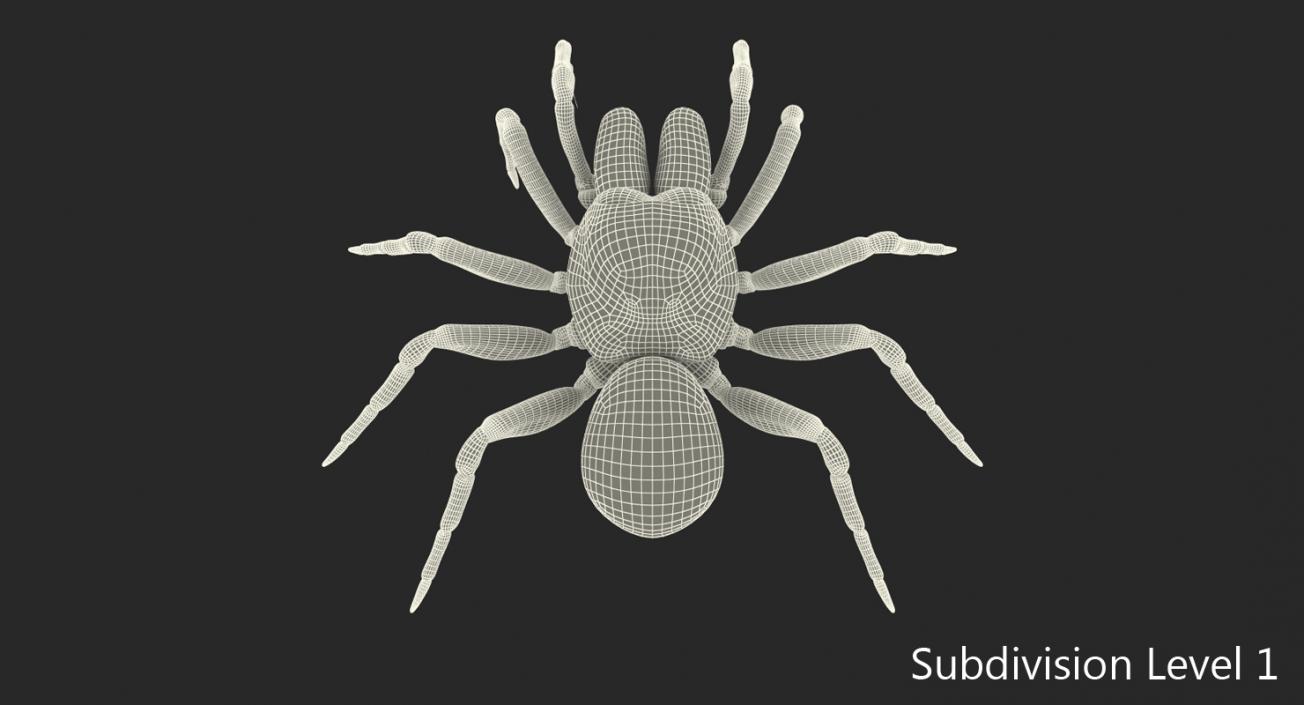 Mouse Spider Rigged 3D model