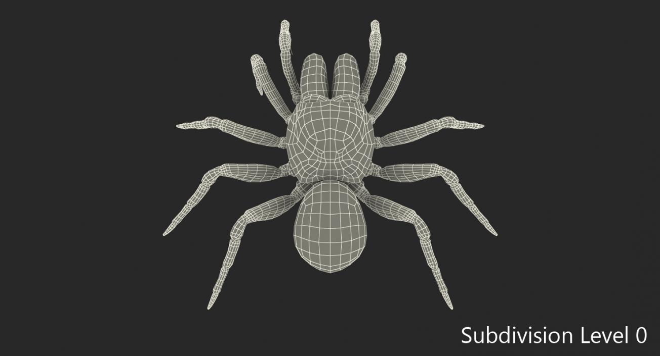 Mouse Spider Rigged 3D model