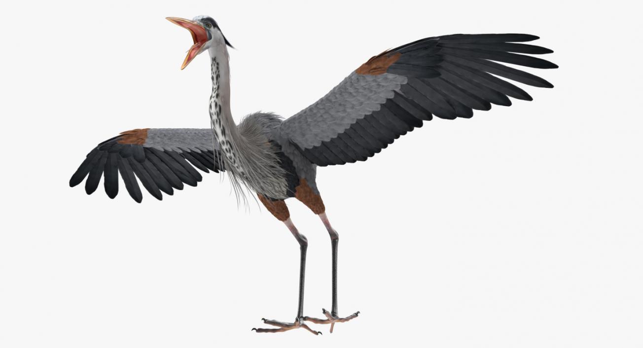 3D Great Blue Heron Rigged model