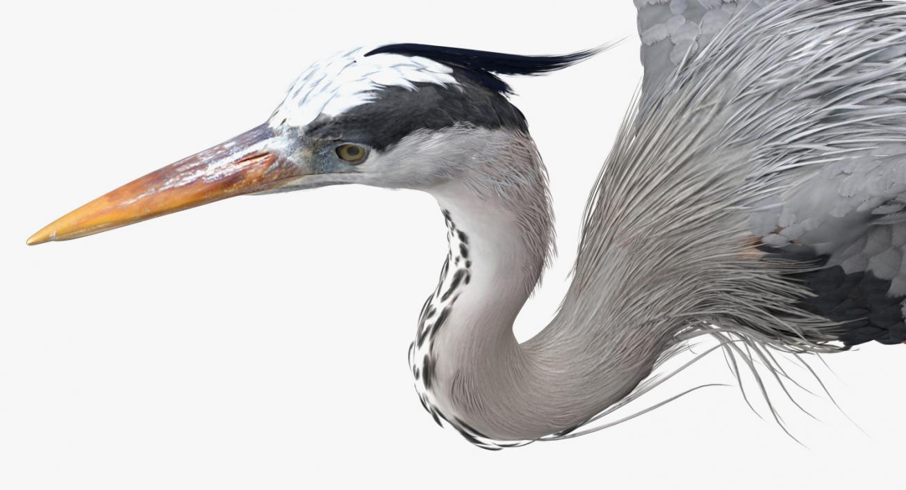 3D Great Blue Heron Rigged model