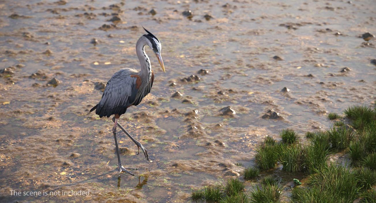 3D Great Blue Heron Rigged model