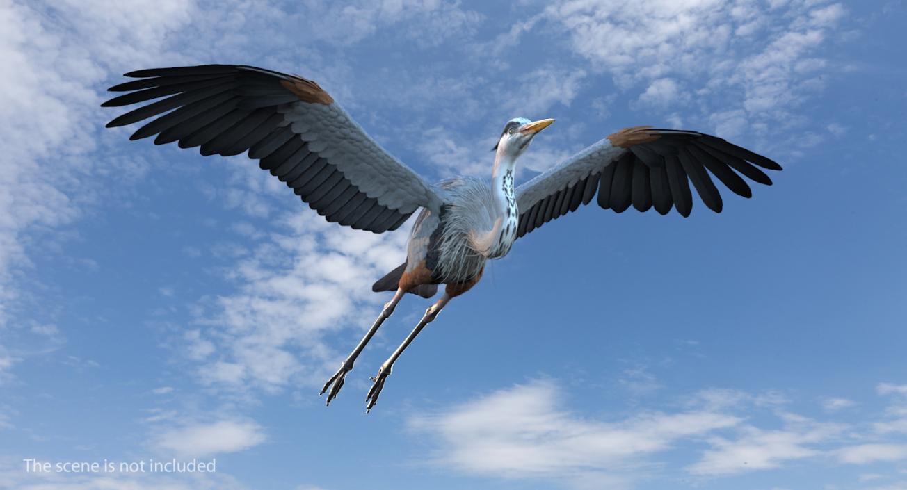 3D Great Blue Heron Rigged model