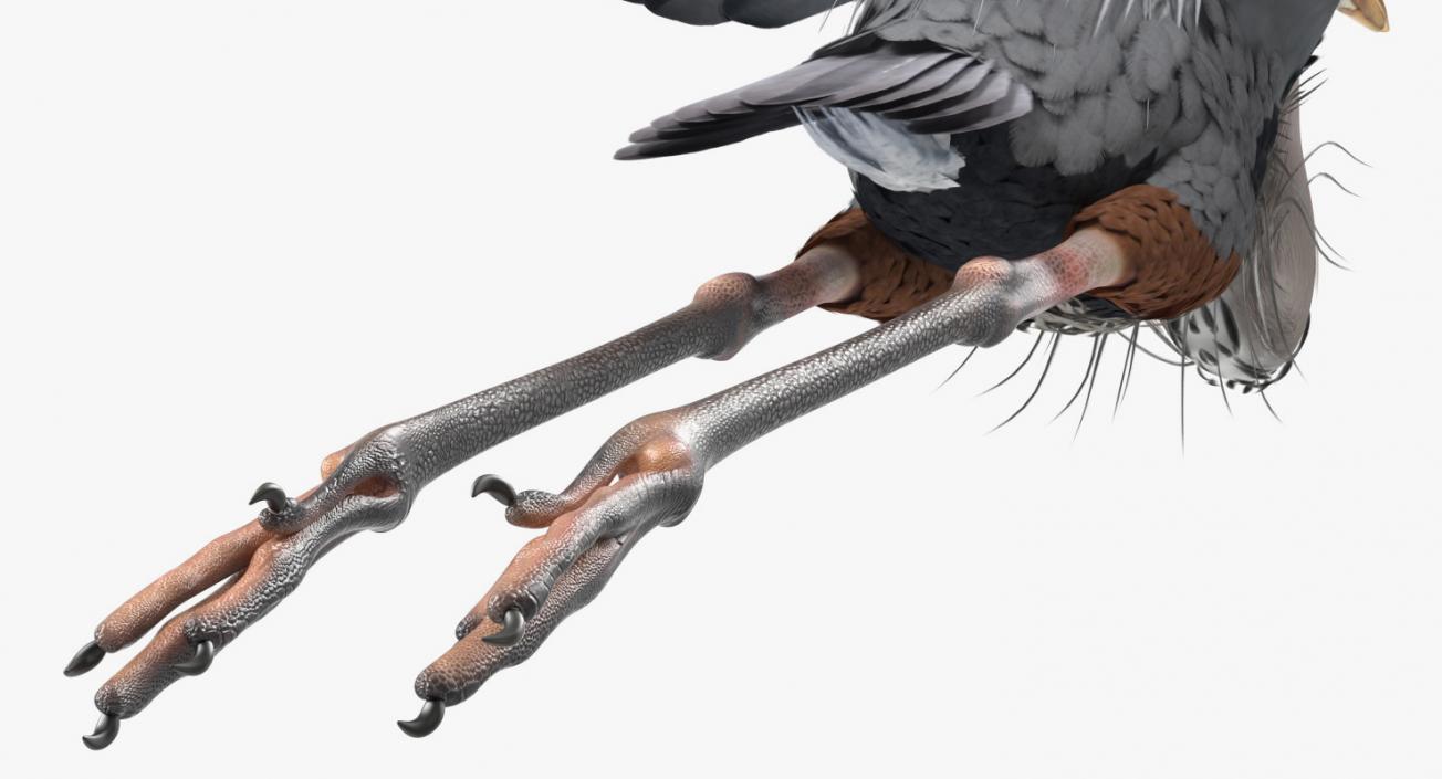 3D Great Blue Heron Rigged model