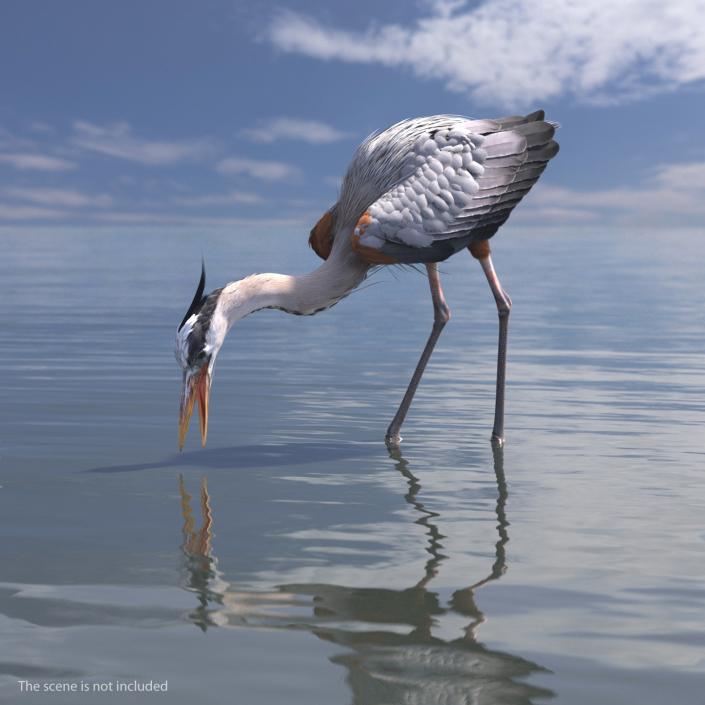 3D Great Blue Heron Rigged model