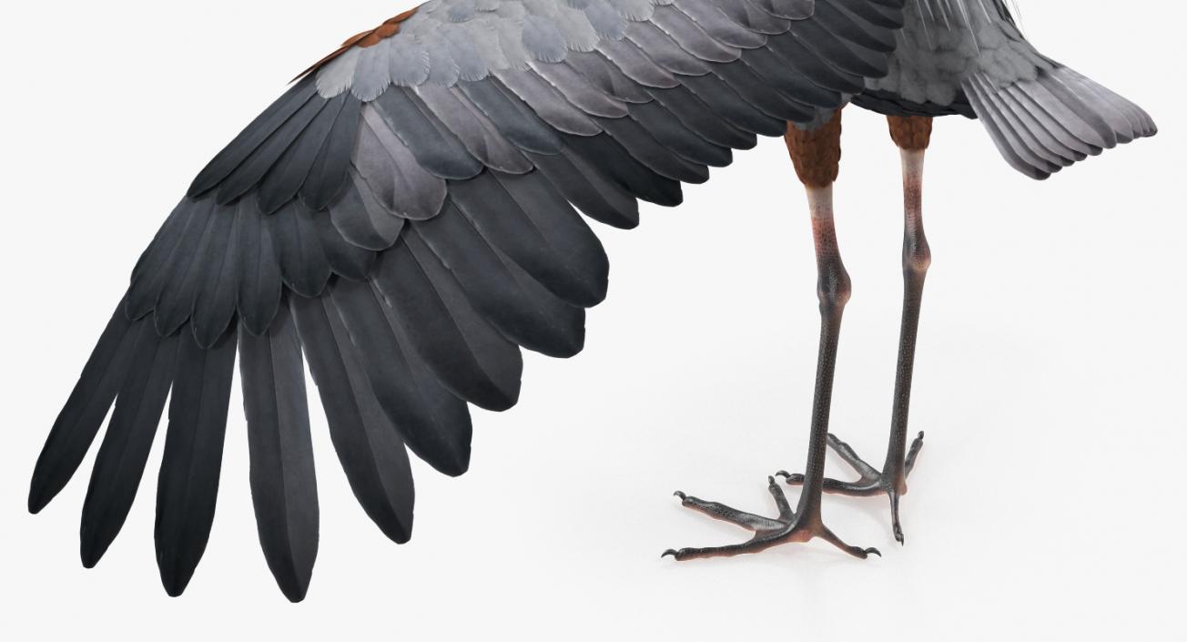 3D Great Blue Heron Rigged model