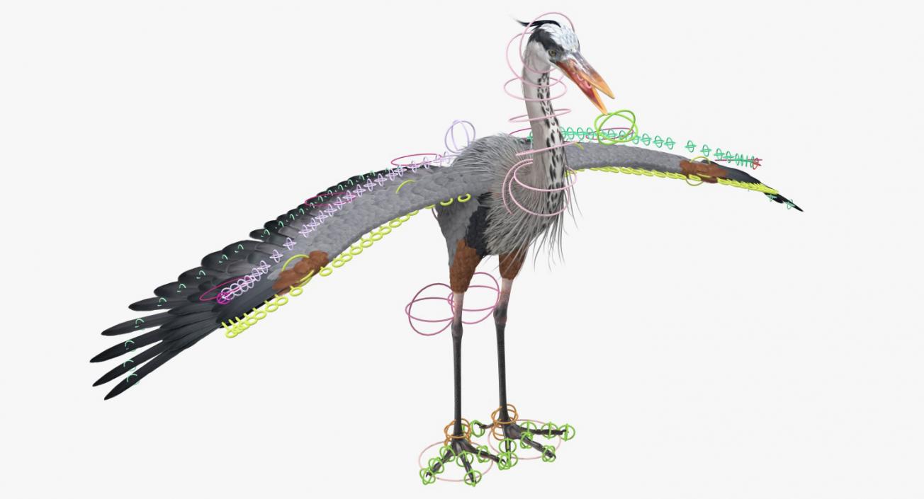 3D Great Blue Heron Rigged model