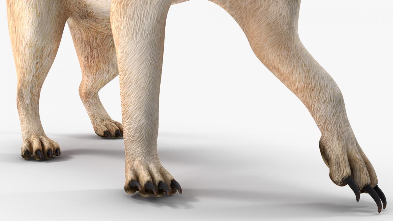 3D model Meerkat Walking Pose