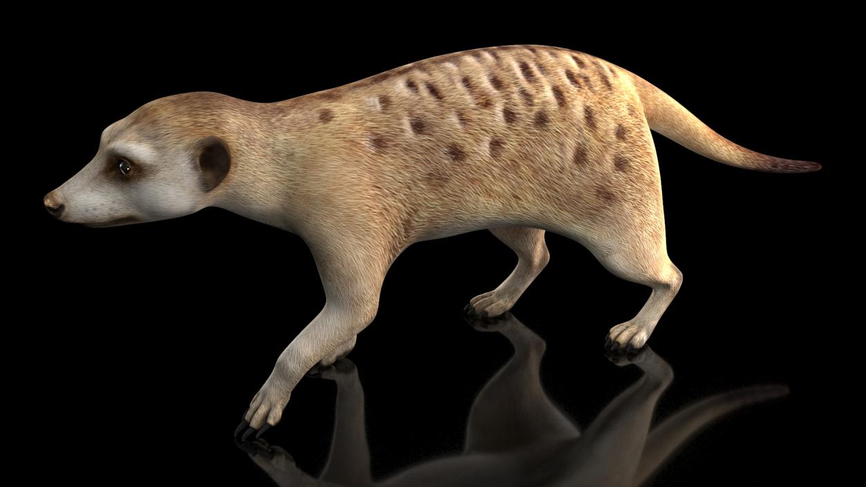 3D model Meerkat Walking Pose