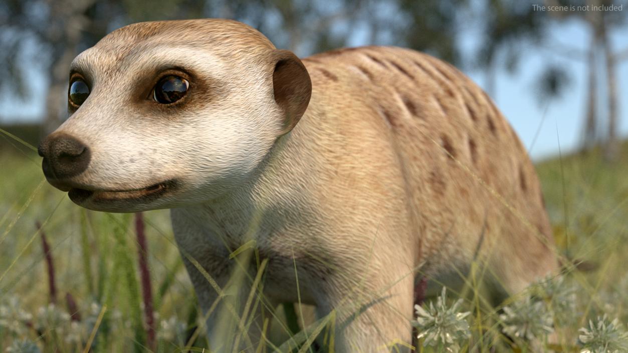 3D model Meerkat Walking Pose