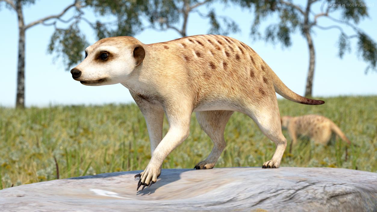 3D model Meerkat Walking Pose