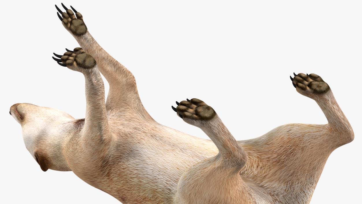 3D model Meerkat Walking Pose