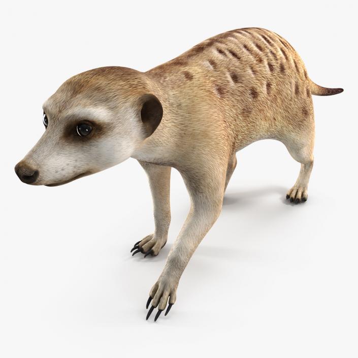 3D model Meerkat Walking Pose