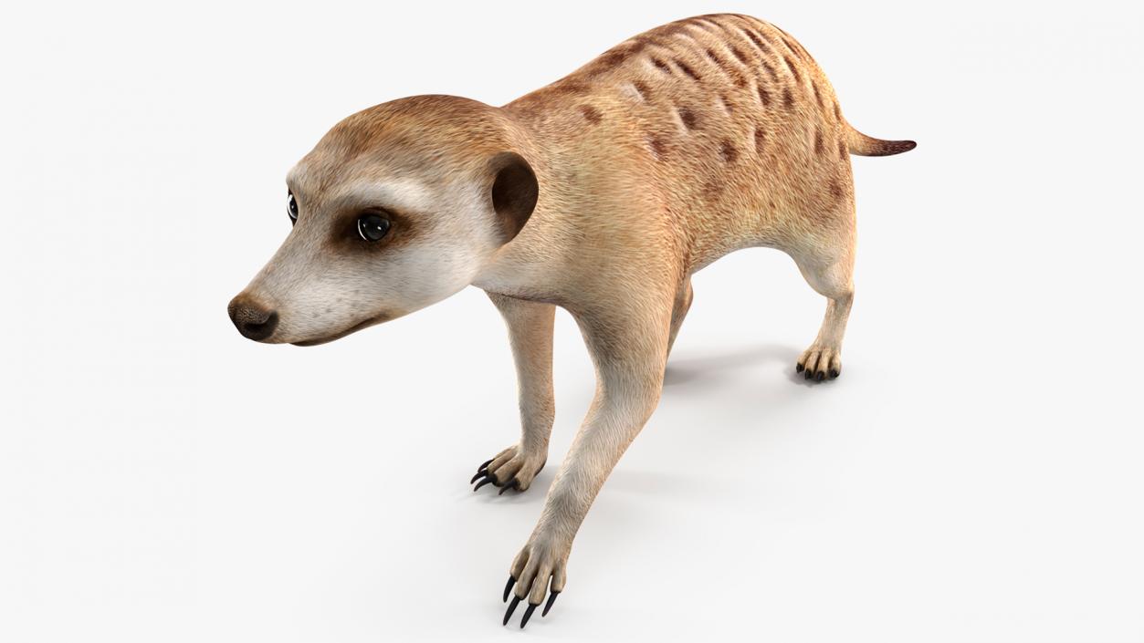 3D model Meerkat Walking Pose