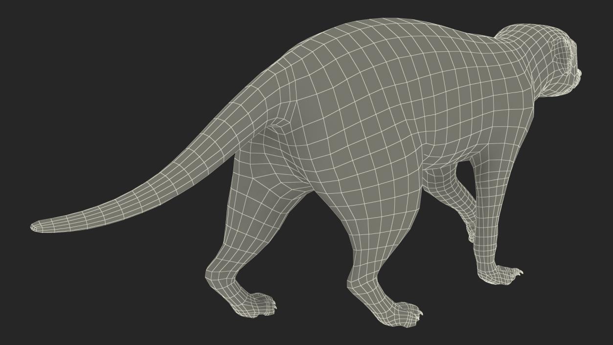 3D model Meerkat Walking Pose