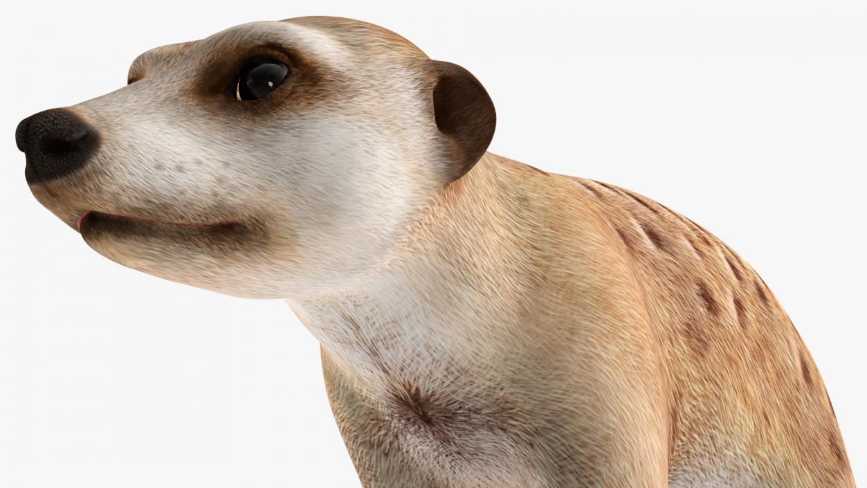 3D model Meerkat Walking Pose