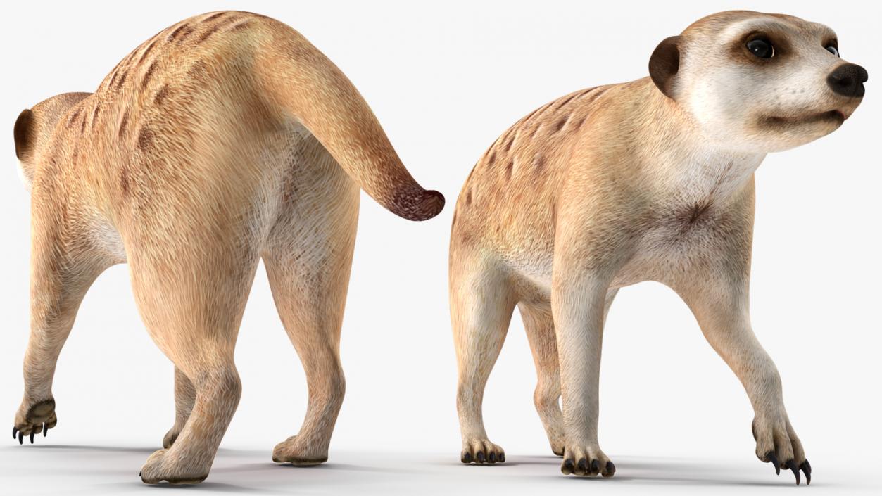 3D model Meerkat Walking Pose