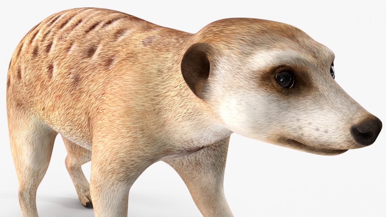 3D model Meerkat Walking Pose