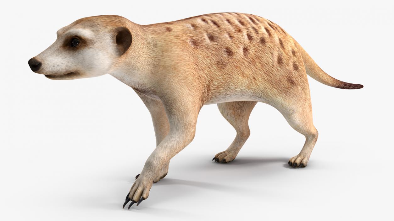 3D model Meerkat Walking Pose