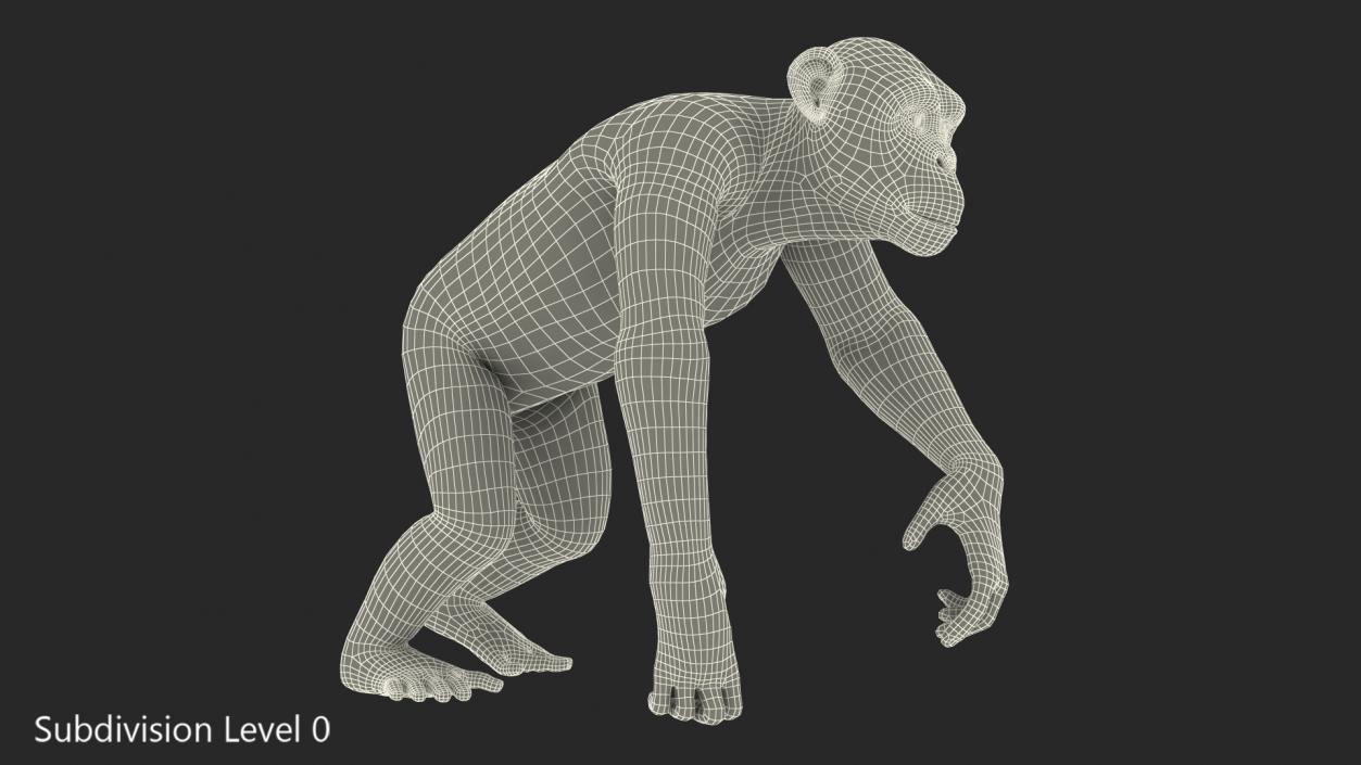 3D Light Chimpanzee Walking Pose Fur model