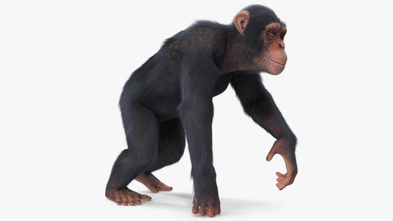 3D Light Chimpanzee Walking Pose Fur model