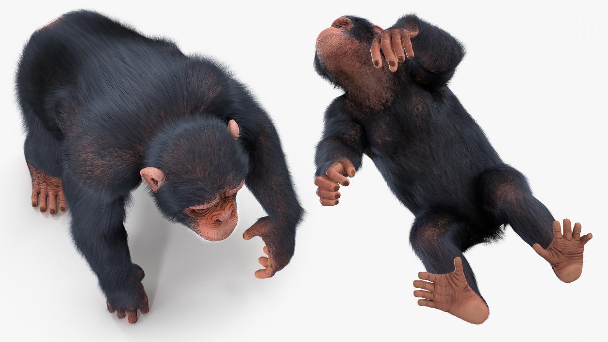 3D Light Chimpanzee Walking Pose Fur model