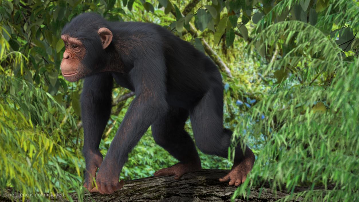 3D Light Chimpanzee Walking Pose Fur model