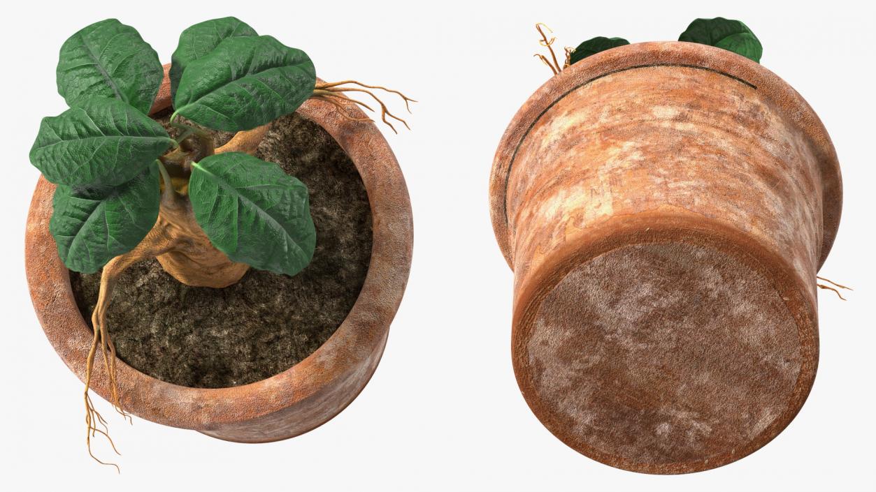 3D Mandragora Flower Pot