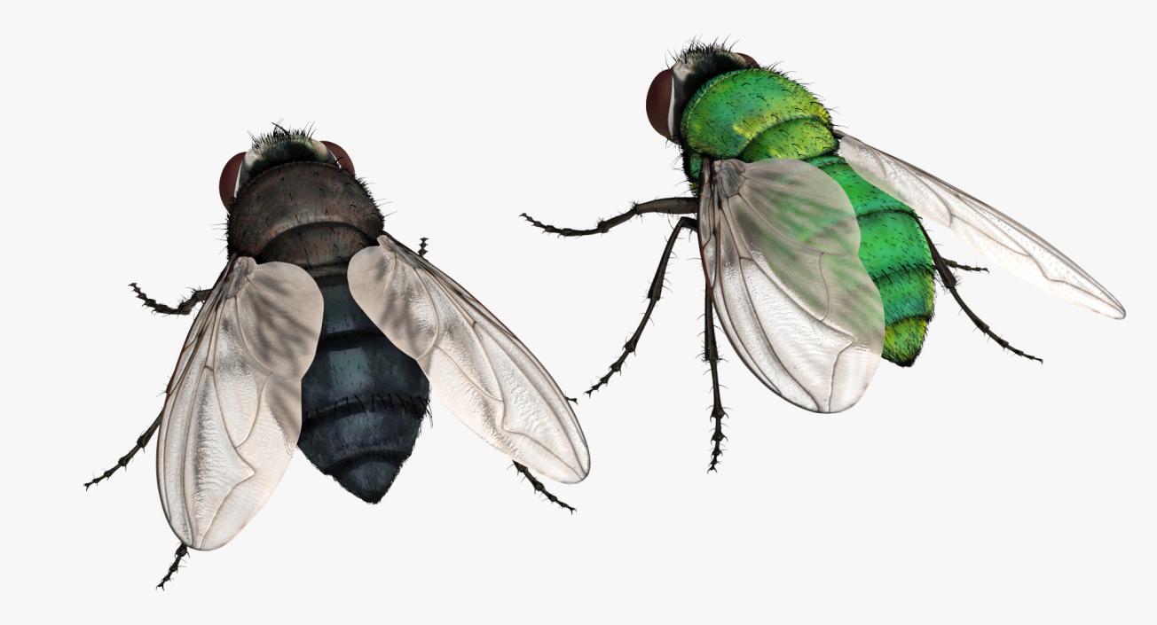 3D model Flies with Fur Collection