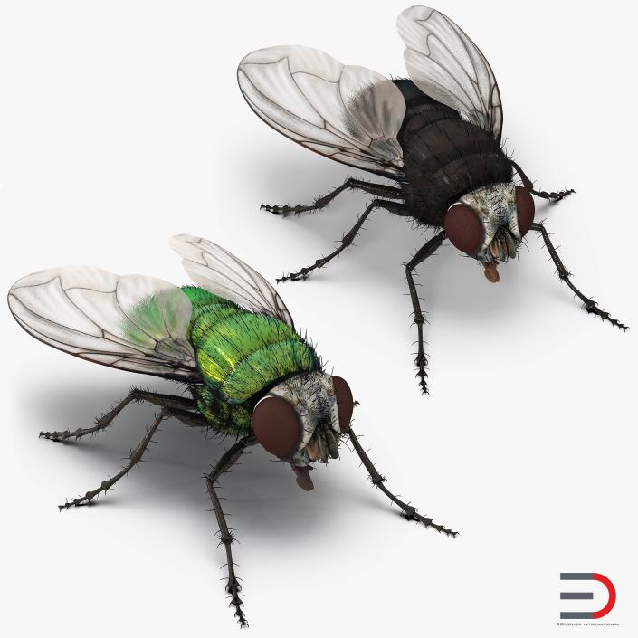 3D model Flies with Fur Collection