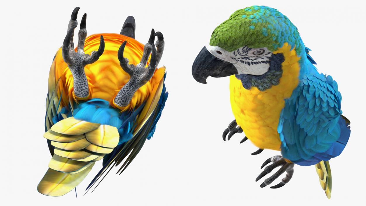 3D model Blue and Yellow Macaw Parrot Rigged