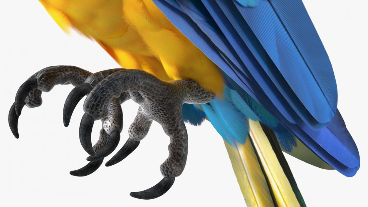 3D model Blue and Yellow Macaw Parrot Rigged