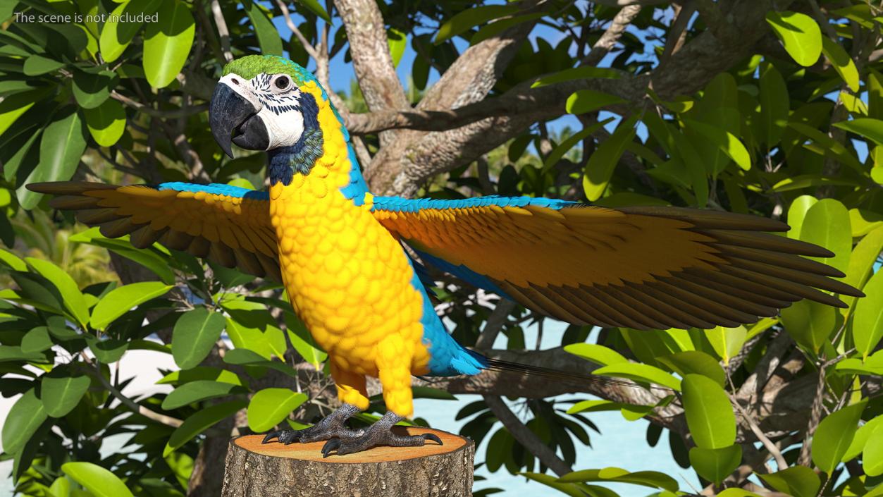 3D model Blue and Yellow Macaw Parrot Rigged