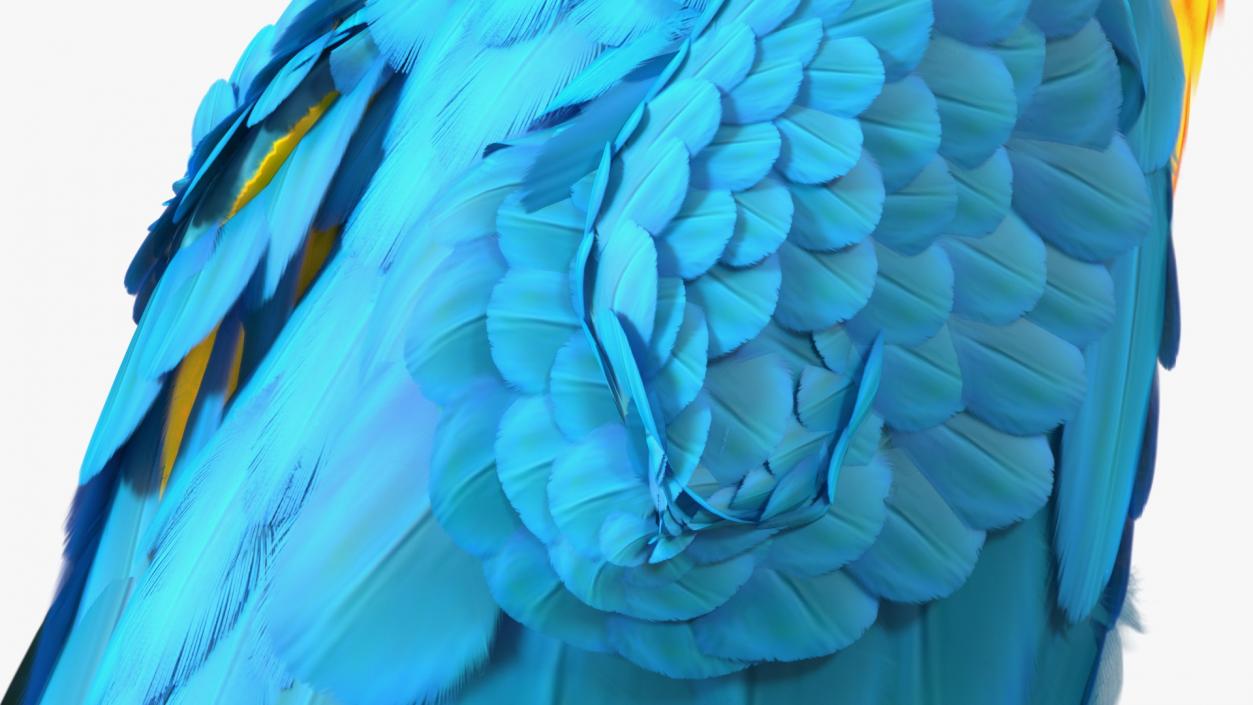 3D model Blue and Yellow Macaw Parrot Rigged