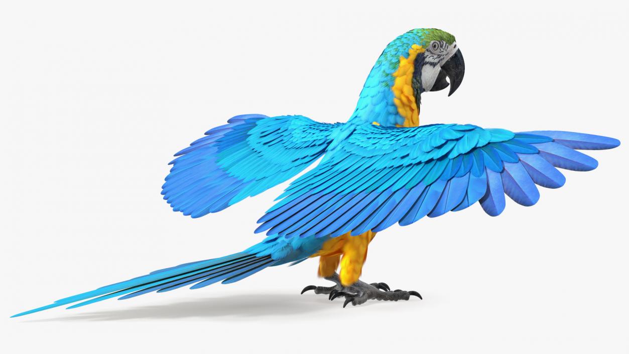 3D model Blue and Yellow Macaw Parrot Rigged