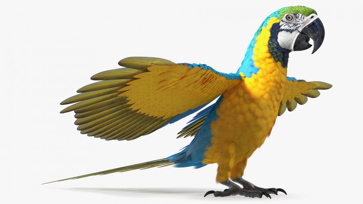 3D model Blue and Yellow Macaw Parrot Rigged