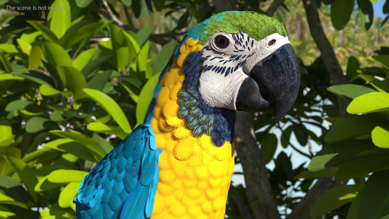 3D model Blue and Yellow Macaw Parrot Rigged