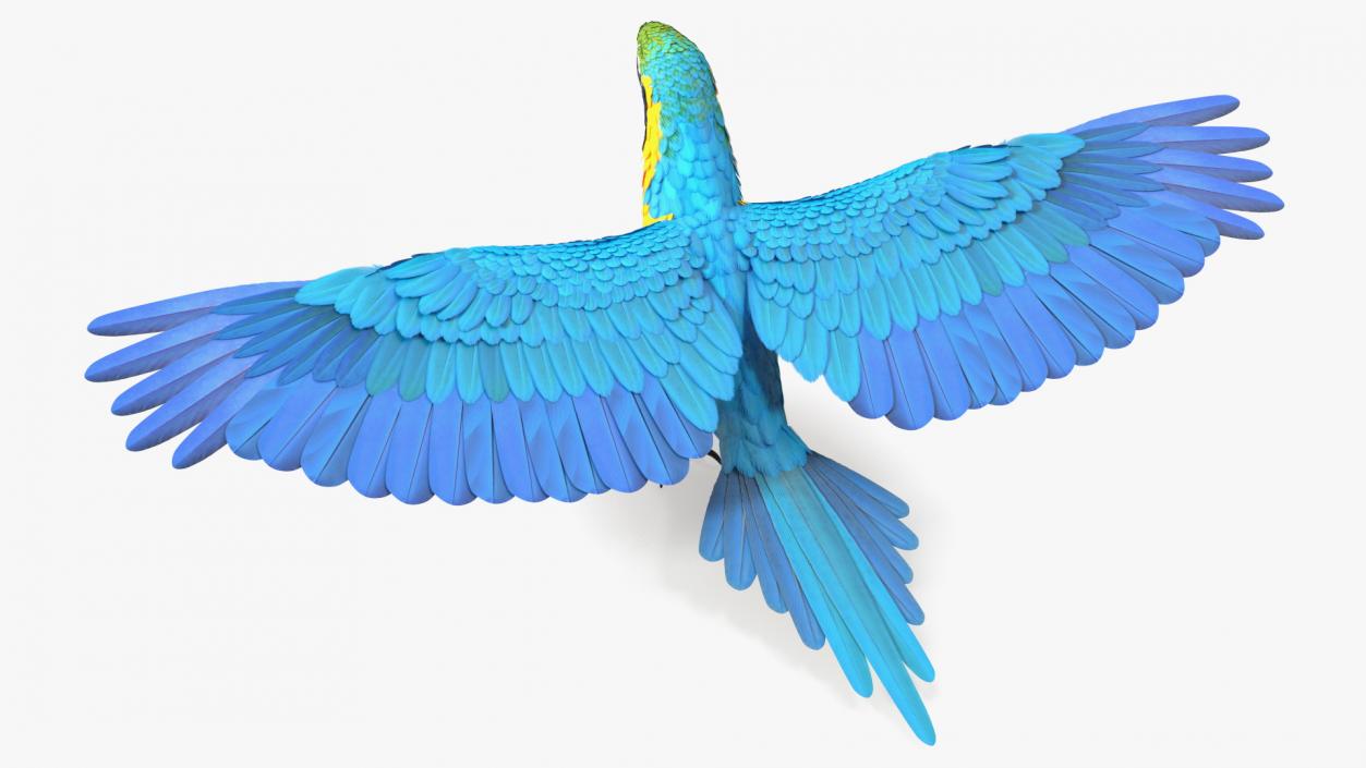 3D model Blue and Yellow Macaw Parrot Rigged