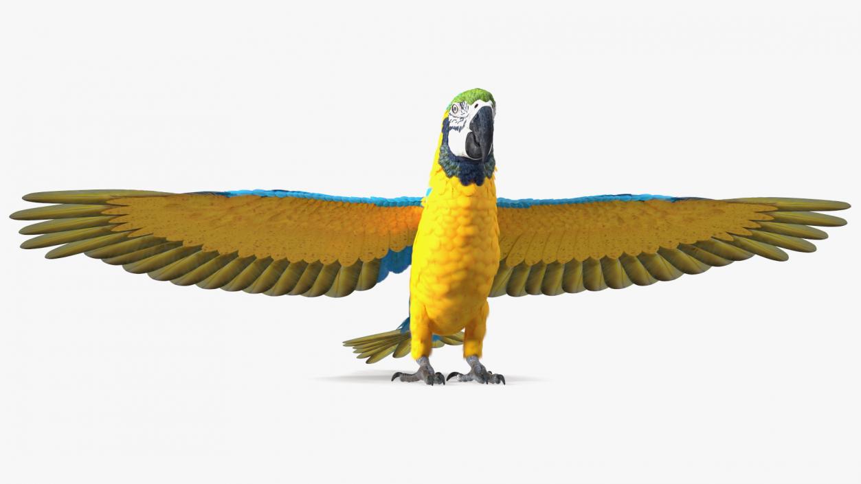 3D model Blue and Yellow Macaw Parrot Rigged