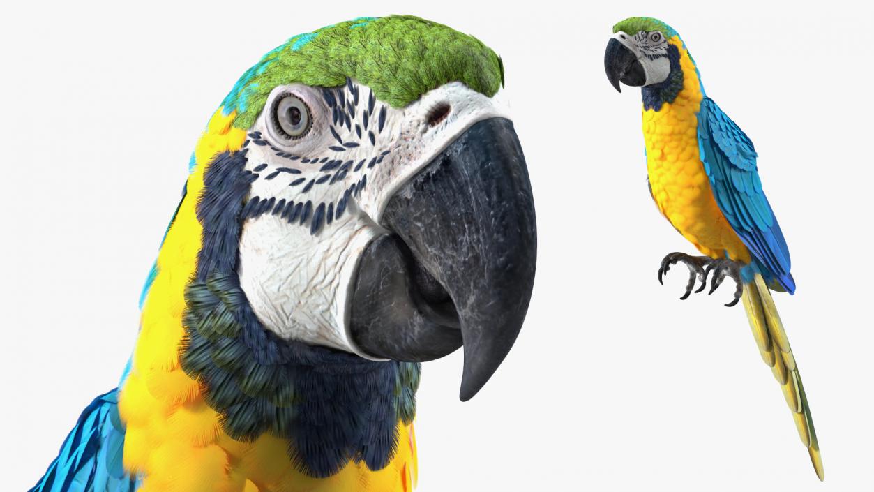 3D model Blue and Yellow Macaw Parrot Rigged