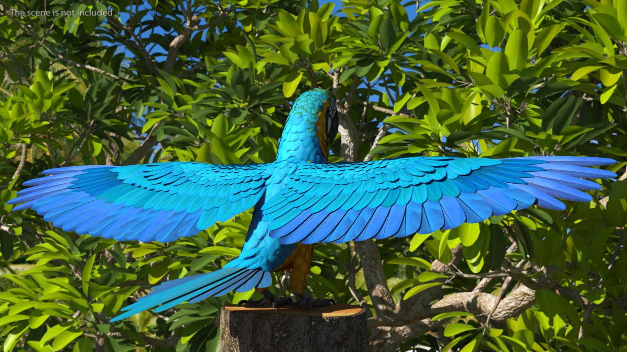 3D model Blue and Yellow Macaw Parrot Rigged